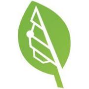 Bigleaf
